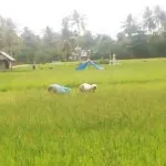 Hujan Turun, Berkah Bagi Petani dan Peternak di Lantari Jaya Hujan Turun, Berkah Bagi Petani dan Peternak di Lantari Jaya