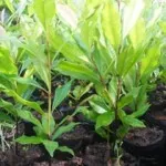 Pembagian Bibit Cengkeh di Kolaka Diduga Rawan Korupsi Pembagian Bibit Cengkeh di Kolaka Diduga Rawan Korupsi