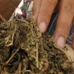 Polisi Temukan Ganja Kering Dalam Kemasan Tepung Maizena Polisi Temukan Ganja Kering Dalam Kemasan Tepung Maizena