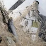 Penyaluran Bantuan Paket Jaring Untuk Nelayan Wabahara Menuai Protes Penyaluran Bantuan Paket Jaring Untuk Nelayan Wabahara Menuai Protes