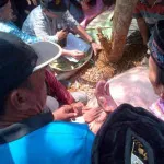 Sejarah Upacara Adat Mosehe Wonua dan Kepercayaan Menolak Bala Sejarah Upacara Adat Mosehe Wonua dan Kepercayaan Menolak Bala