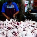 Tempat Relokasi Pedagang Ayam Potong Tidak Ada Air Bersih Menjual Ayam Potong di Jembatan, Pedagang Segera Direlokasi ke Pasar Wameo