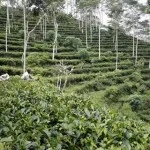 Kembangkan Usaha Perkebunan, Sultra Dapat Anggaran Rp 264 Miliar perkebunan sultra