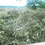 tebang_mangrove_bungkutoko