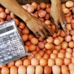 Harga Telur di Kendari Stabil Pasokan Minim, Harga Telur Ayam di Kolaka Melonjak