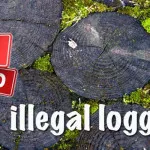 Lawan Ilegal Loging, Pemda Koltim Gaet Satgas Perlindungan Hutan Penyidik Baharkam Mabes Polri Lidik Kasus Ilegal Loging Butur Hingga ke Lombok