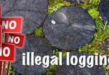 Kapolres Muna Ancam Tindak Anggotanya jika Terlibat Illegal Logging Penyidik Baharkam Mabes Polri Lidik Kasus Ilegal Loging Butur Hingga ke Lombok