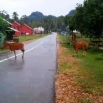 Pengguna Jalan Keluhkan Ternak Sapi Marak Berkeliaran Diruas Jalan Pengguna Jalan Keluhkan Ternak Sapi Marak Berkeliaran Diruas Jalan