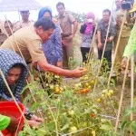 Panen Raya, Bupati Himbau Warga Tak Ragu Soal Pasar Panen Raya, Bupati Himbau Warga Tak Ragu Soal Pasar