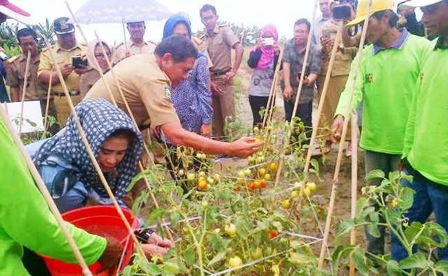 tim_pkk_kolaka Panen Raya, Bupati Himbau Warga Tak Ragu Soal Pasar