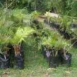 Tanaman Sagu di Konawe Bakal Dibudidayakan Tanaman Sagu di Konawe Bakal Dibudidayakan