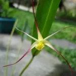 Inilah Keindahan Bunga Anggrek Yang Menjadi Maskot Sultra Inilah Keindahan Bunga Anggrek Yang Menjadi Maskot Sultra