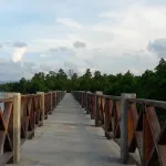 Pembangunan Tracking Mangrove Lahundape Tersendat, Ini Penyebabnya Pembangunan Tracking Mangrove Lahundape Tersendat, Ini Penyebabnya