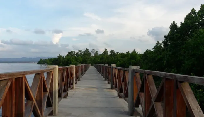 Pembangunan Tracking Mangrove Lahundape Tersendat, Ini Penyebabnya