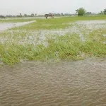 Ratusan Hektar Sawah, 3 Unit Rumah Terendam Banjir di Baubau Ratusan Hektar Sawah, 3 Unit Rumah Terendam Banjir di Baubau