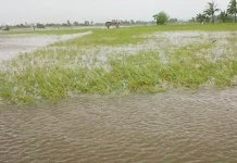 Ratusan Hektar Sawah, 3 Unit Rumah Terendam Banjir di Baubau Ratusan Hektar Sawah, 3 Unit Rumah Terendam Banjir di Baubau