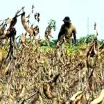 Gagal, Program Penanaman Kedelai di Butur Bakal Lapor di Kejari Gagal, Program Penanaman Kedelai di Butur Bakal Lapor di Kejari