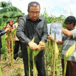 Tanam Jagung di Lahan “Tidur”, Walikota Kendari Beri Apresiasi Dua Kelompok Tani Ini Tanam Jagung di Lahan "Tidur", Walikota Kendari Beri Apresiasi Dua Kelompok Tani Ini