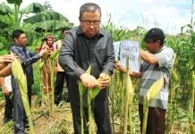 Tanam Jagung di Lahan “Tidur”, Walikota Kendari Beri Apresiasi Dua Kelompok Tani Ini Tanam Jagung di Lahan "Tidur", Walikota Kendari Beri Apresiasi Dua Kelompok Tani Ini