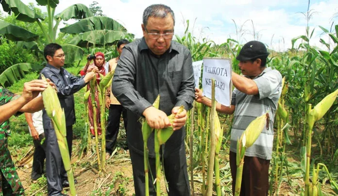 Tanam Jagung di Lahan "Tidur", Walikota Kendari Beri Apresiasi Dua Kelompok Tani Ini