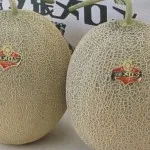 yubari kings melon