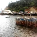 Sering Diterjang Ombak, Warga Desa Boedingi Tuntut Pembangunan Tanggul Sering Diterjang Ombak, Warga Desa Boedingi Tuntut Pembangunan Tanggul