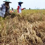 Terserang Hama, Hasil Panen Petani di Konawe Turun Drastis Ilustrasi petani