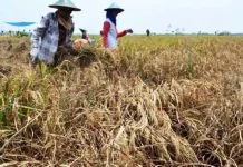 Petani Sultra Belum Sejahtera, Indeks NTP Tercacat 95,81 Ilustrasi petani