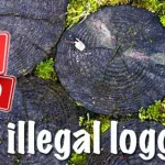 Polisi Kesulitan Memanggil Muhammad Yusuf Anggota DPRD Muna yang Diduga Terlibat Ilegal Loging illegal logging ilustrasi