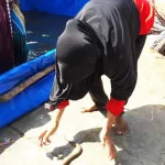 Ketika Ibu-Ibu Mengejar Belut di Perayaan HUT ke- 71 RI lomba tangkap belut kendari