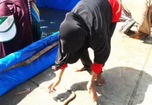 Ketika Ibu-Ibu Mengejar Belut di Perayaan HUT ke- 71 RI lomba tangkap belut kendari