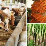 2017 Konsel Kembangankan 3 Komoditi Pangan Ini ilustrasi-komoditi-bahan-pangan