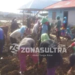 Menyambung Hidup, 113 IRT di Konut Rela Jadi Buruh MERABAT JALAN-Terlihat Ratusan ibu rumah tangga (IRT), Desa Tanjung Bunga, Kecamatan Wawolesea, Kabupaten Konawe Utara, sedang merabat jalan tanah timbunan sebannyak ratusan ret mengunakan skupang dan pacul. Di lokasi peninkatan jalan usaha masyarakat Desa setempat, yang di salurkan melalui dana anggara pendapatan belanja negara (APBN). (Jefri/ZONASULTRA.COM).