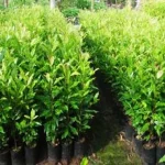 Bantuan Bibit Cengkeh Desa Otipulu Diduga Dijual Anggota Kelompok Tani ilustrasi bibit cengkeh