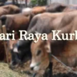 Jokowi Sumbang Sapi Kurban 730 Kilogram untuk Sultra Ilustrasi idul ada, kurban