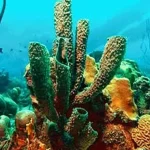 Mahasiswa UHO Temukan 5 Jenis Porifera Untuk Pengobatan Anti Kanker, Anti Tumor dan Anti HIV Hewan Porifera