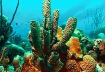 Mahasiswa UHO Temukan 5 Jenis Porifera Untuk Pengobatan Anti Kanker, Anti Tumor dan Anti HIV Hewan Porifera