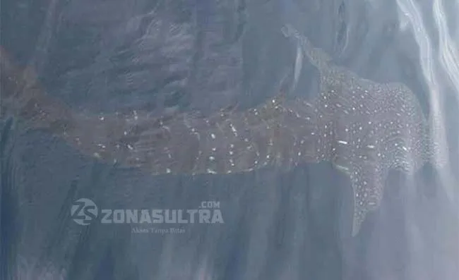 hiu_bapus IKAN HIU PAUS-Nampak terlihat Ikan hiu paus menampakkan diri dipermukaan air laut sekitar pulau baulu atau tepatnya di belakang pulau labengki. saat camat lasolo, Ram Asyur Supu, bersama empat orang rekanya hendak memancing ikan di tempat tersebut. Kejadian tersebut diabadikan melalui foto handphone. (Jefri/ZONASULTRA.COM).