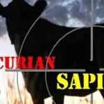 Polisi Tangkap Tiga Pelaku Pencurian Sapi di Mubar ilustrasi pencuri sapi