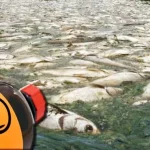 DKP Siapkan Denda Untuk Oknum Peracun Ikan Dengan Akar Tuba ilustrasi-racun-ikan