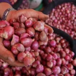 Harga Bawang Merah di Kolut Tembus Rp60.000 per Kg ilustrasi bawang merah putih