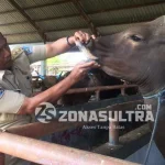 Jelang Hari Raya Kurban, Dinas Pertanian dan Kehutanan Lakukan Pemeriksaan Kesehatan Hewan Jelang Hari Raya Kurban, Dinas Pertanian dan Kehutanan Lakukan Pemeriksaan Kesehatan Hewan
