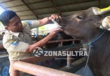 Jelang Hari Raya Kurban, Dinas Pertanian dan Kehutanan Lakukan Pemeriksaan Kesehatan Hewan Jelang Hari Raya Kurban, Dinas Pertanian dan Kehutanan Lakukan Pemeriksaan Kesehatan Hewan