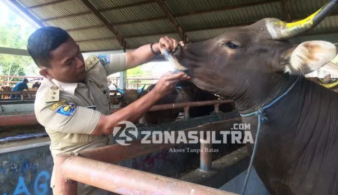 Jelang Hari Raya Kurban, Dinas Pertanian dan Kehutanan Lakukan Pemeriksaan Kesehatan Hewan