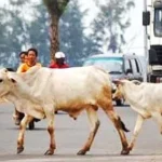 Warga Desak Distan Konut Laksanakan Perda Penertibaan Hewan Ternak ilustrasi ternak berkeliaran