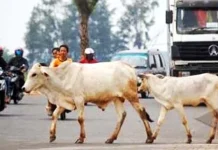 Warga Desak Distan Konut Laksanakan Perda Penertibaan Hewan Ternak ilustrasi ternak berkeliaran