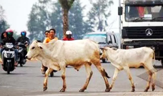 sapi_dijalan_berkeliaran ilustrasi ternak berkeliaran