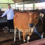Jelang Idul Adha, Dinas Pertanian dan Kehutanan Kendari Siapkan 260 Ekor Sapi Jelang Idul Adha, Dinas Pertanian dan Kehutanan Kendari Siapkan 260 Ekor Sapi