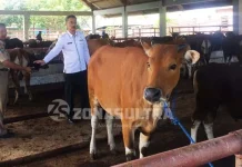 Jelang Idul Adha, Dinas Pertanian dan Kehutanan Kendari Siapkan 260 Ekor Sapi Jelang Idul Adha, Dinas Pertanian dan Kehutanan Kendari Siapkan 260 Ekor Sapi