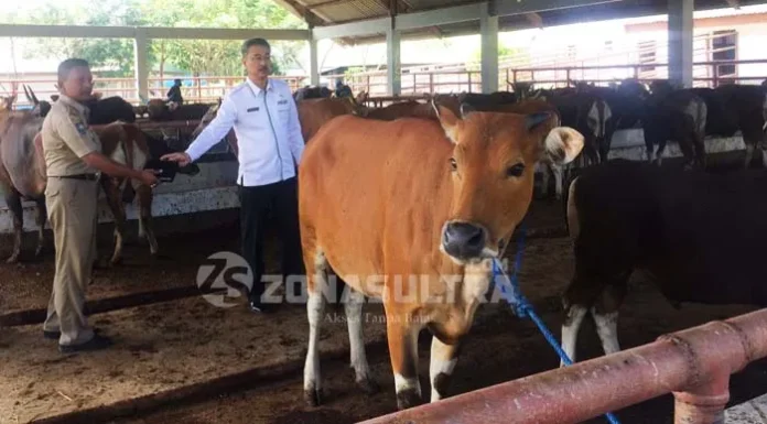 sapi_kurban Jelang Idul Adha, Dinas Pertanian dan Kehutanan Kendari Siapkan 260 Ekor Sapi